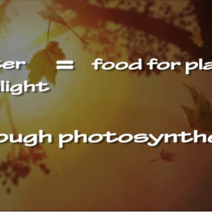 Photosynthesis_VideoImage
